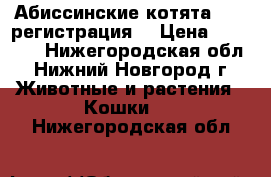 Абиссинские котята (CFA регистрация) › Цена ­ 20 000 - Нижегородская обл., Нижний Новгород г. Животные и растения » Кошки   . Нижегородская обл.